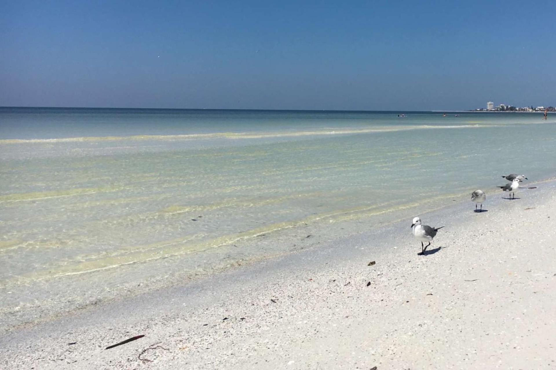 White Sands Near The Beach Siesta Key Eksteriør billede